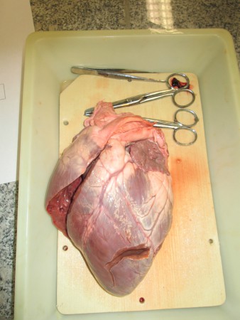 Coeur de cerf après une première coupe